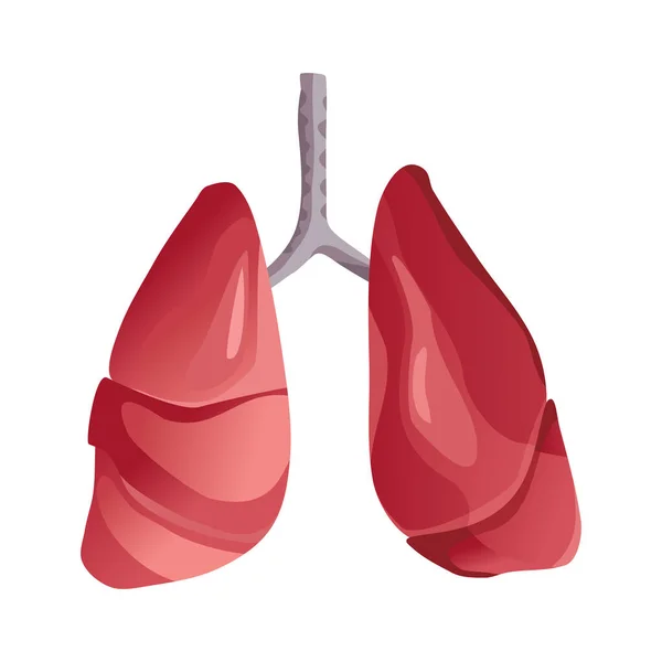 Anatomie menschlicher Lungen. Innere Organe des menschlichen Gestaltungselements, Logo. Medizinkonzept. Gesundheitswesen. Isoliert auf weißem Hintergrund — Stockvektor
