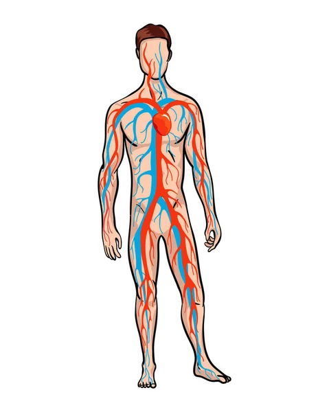 Male circulatory system. Vector illustration of blood circulation in human body. Human arterial and venous circulatory system — Stock Vector