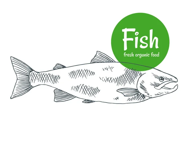 Handgezeichnete Vektorfische. Fisch und Meeresfrüchte speichern Poster. Fischerei auf Meeresfrüchte und Hochseefischerei. Kann als Restaurant Fischmenü oder Angelverein Banner verwenden — Stockvektor