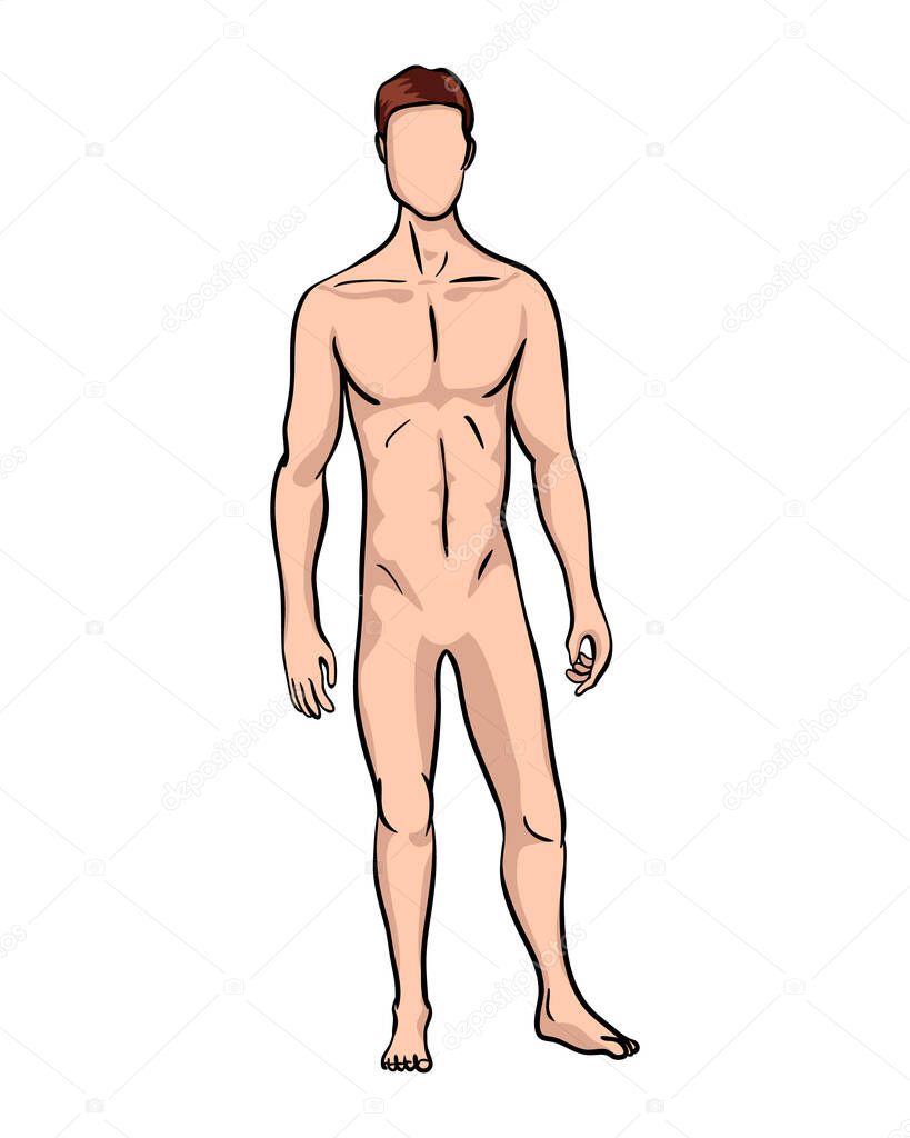 Illustration of human anatomy of man on white background. Male body