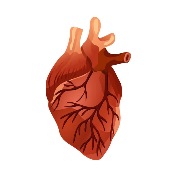 Coração humano isolado. Órgão muscular em humanos e animais, que bombeia sangue através dos vasos sanguíneos do sistema circulatório. Sinal do centro de diagnóstico cardíaco. Desenho de desenhos animados coração humano — Vetor de Stock