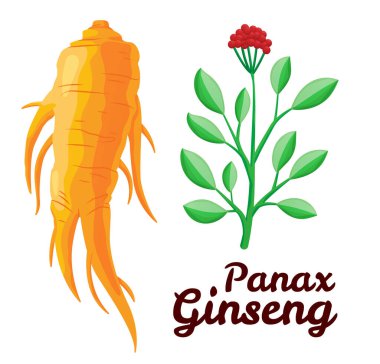 Kök ve yapraklar panax ginseng. Sağlıklı bir yaşam tarzı. Geleneksel tıp ve bahçıvanlık için. Biyolojik katkı maddeleri öyle. İlaç bitkilerinin renkli düz bir temsili. Beyaz arkaplanda izole