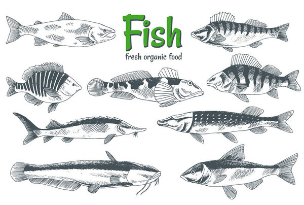 Hand drawn vector fishes. Fish and seafood products store poster. Can use as restaurant fish menu or fishing club banner. Sketch trout, carp, tuna, herring, flounder, anchovy