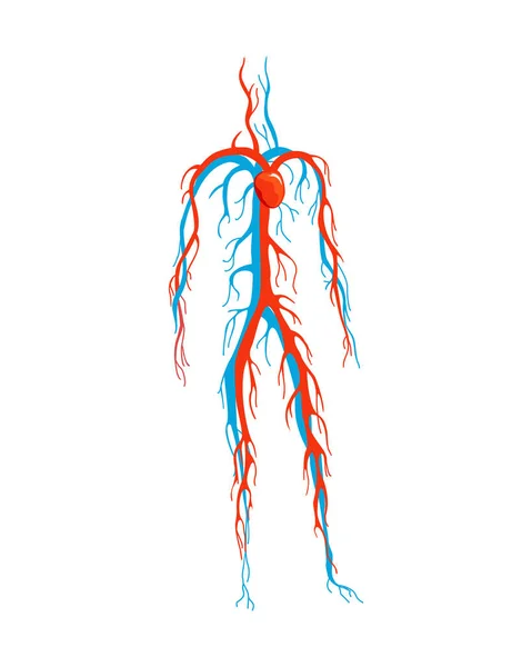 Système circulatoire masculin. Illustration vectorielle de la circulation sanguine dans le corps humain. Système circulatoire artériel et veineux humain — Image vectorielle