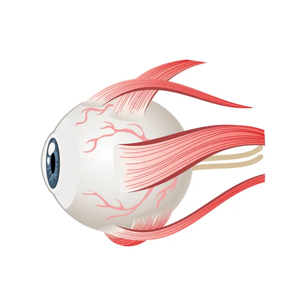Augapfelmuskeln Symbol. Augenanatomie in Seitenansicht. Vektor-Illustration im Cartoon-Stil isoliert auf weißem Hintergrund — Stockvektor