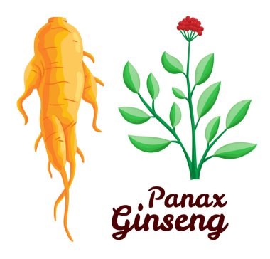 Kök ve yapraklar panax ginseng. Sağlıklı bir yaşam tarzı. Geleneksel tıp ve bahçıvanlık için. Biyolojik katkı maddeleri öyle. İlaç bitkilerinin renkli düz bir temsili. Beyaz arkaplanda izole