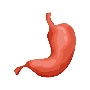 Beyaz arka planda izole edilmiş gerçekçi insan mide ikonu. İnsan iç organları, mide anatomisi ikonu. Sindirim sistemi anatomisi