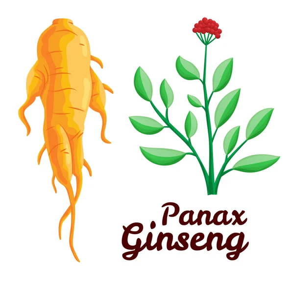 Ρίζα και φύλλα Panax ginseng. Υγιεινός τρόπος ζωής Για παραδοσιακή ιατρική, κηπουρική. Τα βιολογικά πρόσθετα είναι. Διάνυσμα πολύχρωμο επίπεδη απεικόνιση των φαρμακευτικών φυτών. Απομονωμένα σε λευκό φόντο — Διανυσματικό Αρχείο