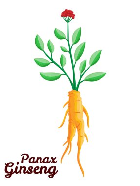 Kök ve yapraklar panax ginseng. Sağlıklı bir yaşam tarzı. Geleneksel tıp ve bahçıvanlık için. Biyolojik katkı maddeleri öyle. İlaç bitkilerinin renkli düz bir temsili. Beyaz arkaplanda izole