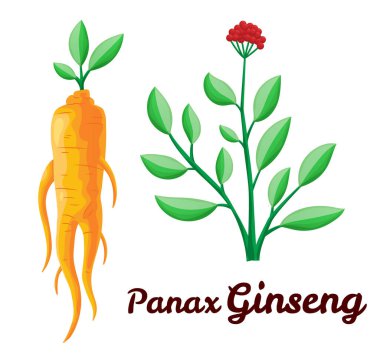 Kök ve yapraklar panax ginseng. Sağlıklı bir yaşam tarzı. Geleneksel tıp ve bahçıvanlık için. Biyolojik katkı maddeleri öyle. İlaç bitkilerinin renkli düz bir temsili. Beyaz arkaplanda izole