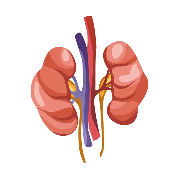 Людський орган нирки Векторні ілюстрації спереду ізольовані на білому тлі. Концепція медицини охорони здоров'я. Анатомія внутрішніх органів — стоковий вектор