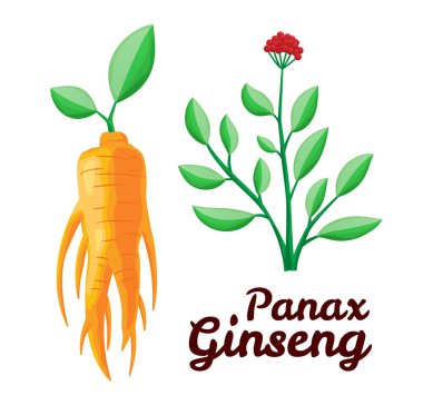 Kök ve yapraklar panax ginseng. Sağlıklı bir yaşam tarzı. Geleneksel tıp ve bahçıvanlık için. Biyolojik katkı maddeleri öyle. İlaç bitkilerinin renkli düz bir temsili. Beyaz arkaplanda izole