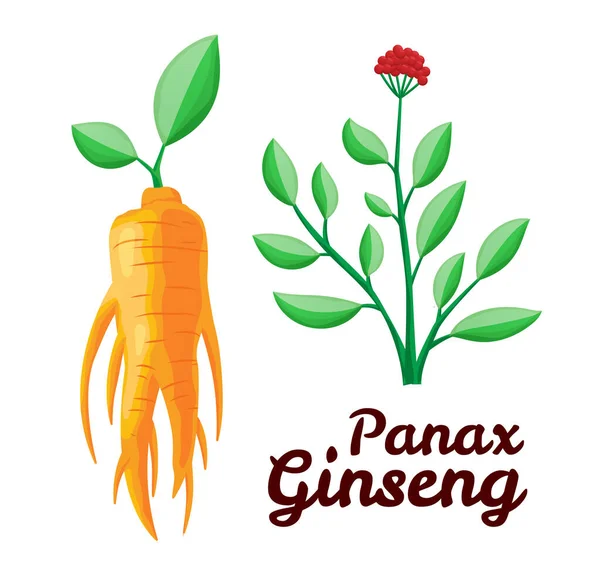 Ρίζα και φύλλα Panax ginseng. Υγιεινός τρόπος ζωής Για παραδοσιακή ιατρική, κηπουρική. Τα βιολογικά πρόσθετα είναι. Διάνυσμα πολύχρωμο επίπεδη απεικόνιση των φαρμακευτικών φυτών. Απομονωμένα σε λευκό φόντο — Διανυσματικό Αρχείο