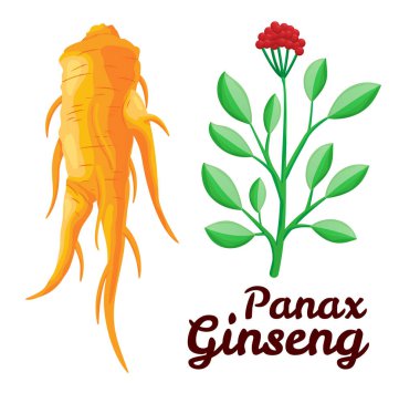 Kök ve yapraklar panax ginseng. Sağlıklı bir yaşam tarzı. Geleneksel tıp ve bahçıvanlık için. Biyolojik katkı maddeleri öyle. İlaç bitkilerinin renkli düz bir temsili. Beyaz arkaplanda izole