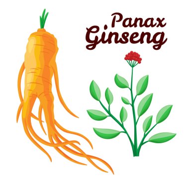 Kök ve yapraklar panax ginseng. Sağlıklı bir yaşam tarzı. Geleneksel tıp ve bahçıvanlık için. Biyolojik katkı maddeleri öyle. İlaç bitkilerinin renkli düz bir temsili. Beyaz arkaplanda izole