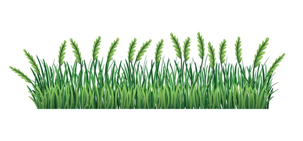 Green grass border. Fresh green spikelet and branches grass leaves. Isolated on transparent background. Vector Illustration for use as design element — Stock Vector