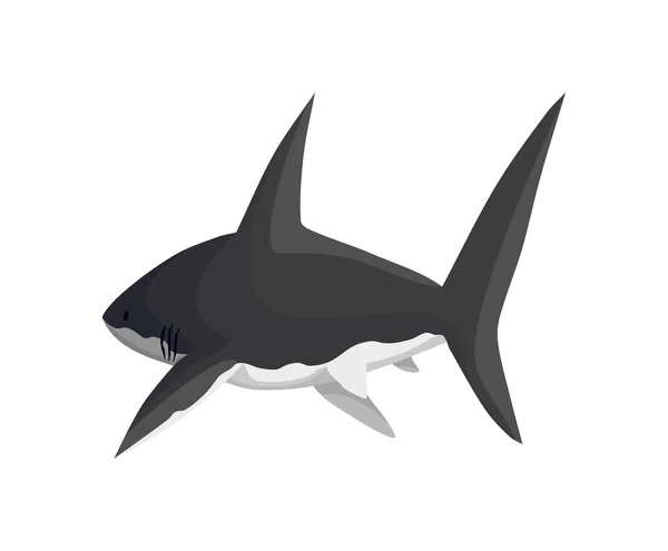 ตัวอักษรฉลามเวกเตอร์ สัตว์ทะเลใต้น้ํา นักล่าทะเลที่อันตรายมาก ภาพประกอบของสัตว์ป่าทางทะเล — ภาพเวกเตอร์สต็อก