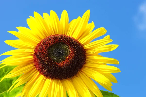 Žluté slunečnice na modré obloze Stock Obrázky