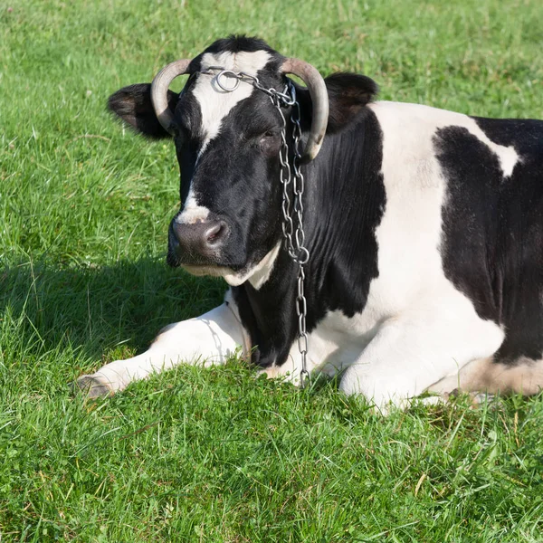 Vache laitière noire et blanche — Photo