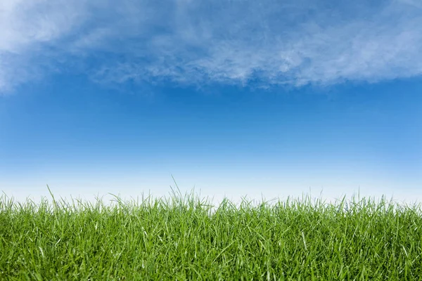 Green grass and blue sky,great as a background — Stock Photo, Image