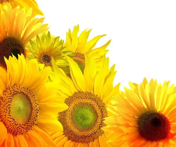 Sonnige Sonnenblumen Hintergrund — Stockfoto