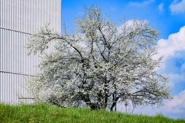 Árvore florescente e céu azul — Fotografia de Stock