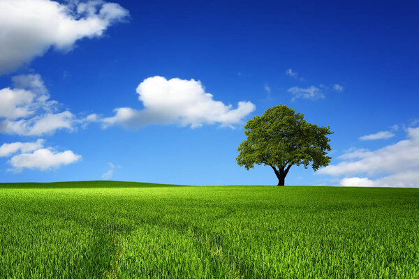 Green tree in nature landscape