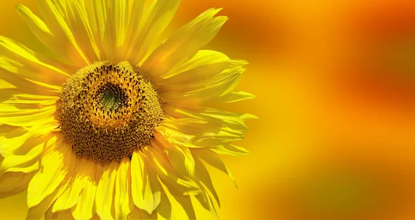 Fantastische gelbe Sonnenblume — Stockfoto