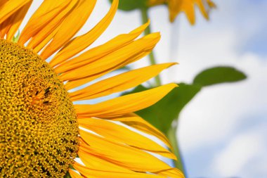 Ayçiçeği doğal arka plan