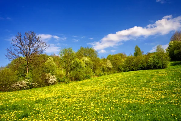 Prachtige lente landschap — Stockfoto