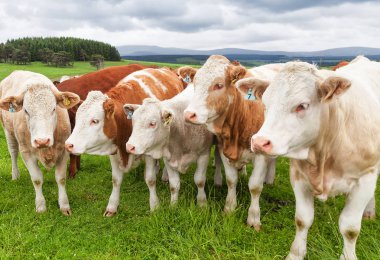 Yaz otlağında inekler