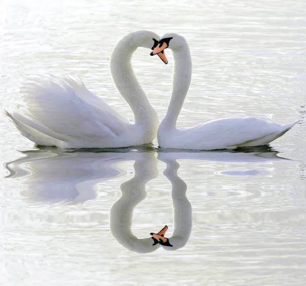 Casal de cisnes apaixonados — Fotografia de Stock