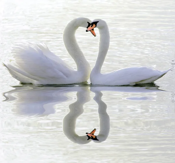 Paar van zwanen in de liefde — Stockfoto