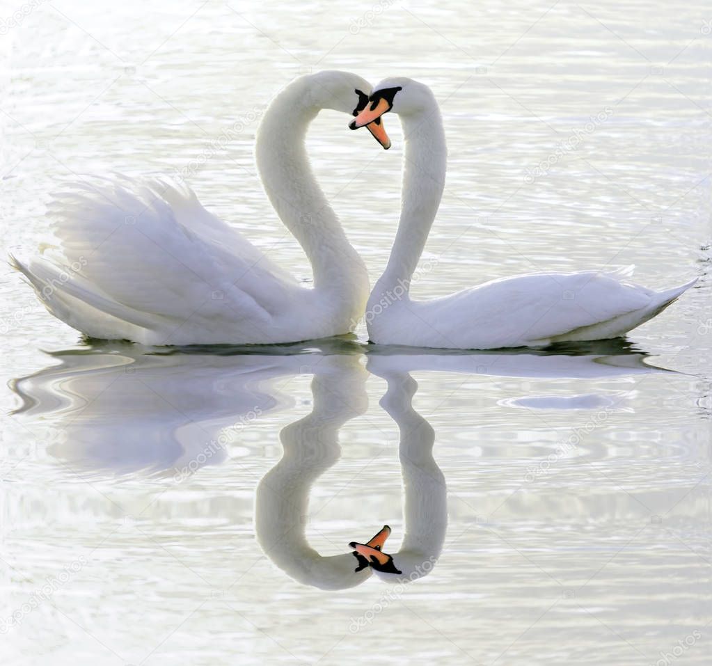 Couple of swans in love