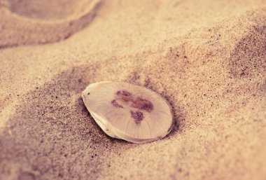 Kumsaldaki denizanası.