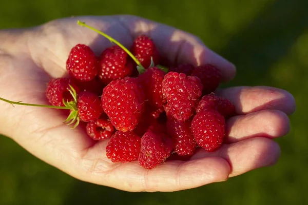 Himbeeren in der Hand gehalten Stockbild