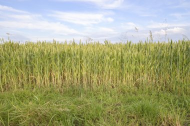 Altın buğday tarlası ve mavi gökyüzü, tarım tarlası