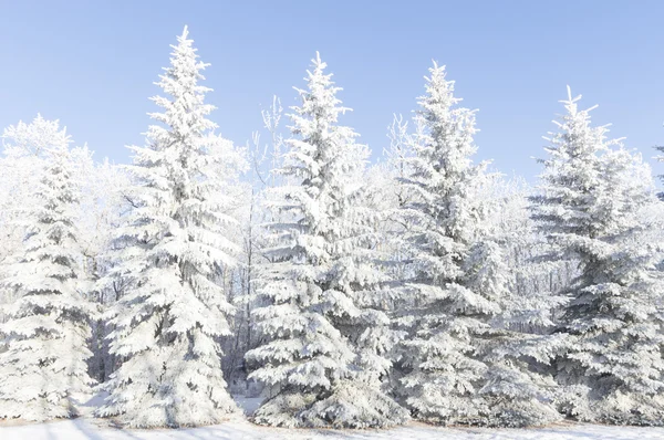 Frozen Tree Winter Field Blue Sky Winter Tree — Stock Photo, Image