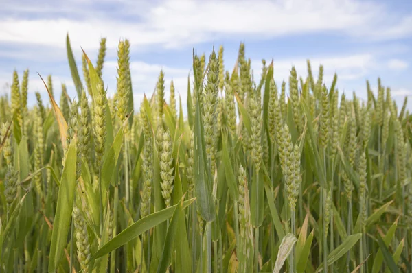 Campo Trigo Dourado Céu Azul Campo Agrícola — Fotografia de Stock