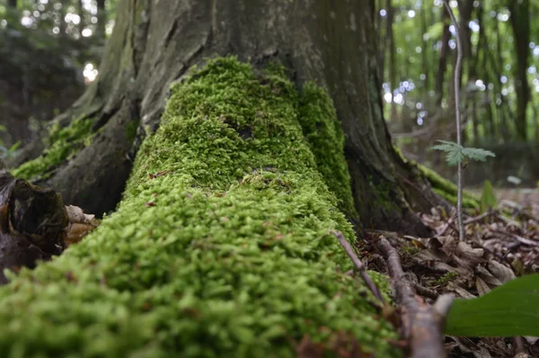 Rostliny Pro Přírodní Pozadí Série Nature Stock Snímky