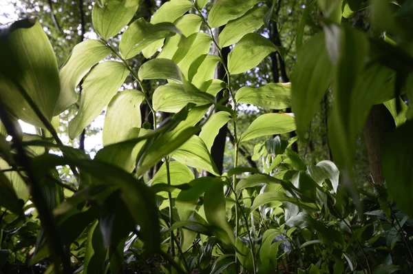 Plants Natural Background Nature Series — Stock Photo, Image