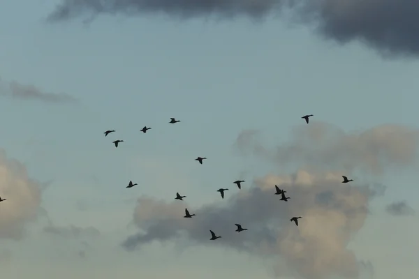 Veel Vogels Hun Natuurlijke Habitat Natuur Serie — Stockfoto