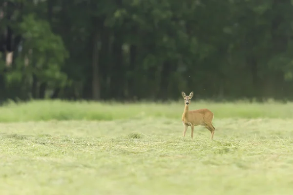 Cerfs Captivité Cerfs Cage Série Nature — Photo