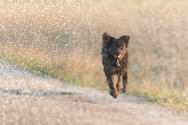 Lustiger Hund Bei Sonnigem Tag Tierserie — Stockfoto