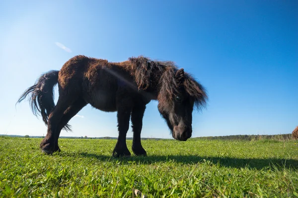 Häst Åker Lantbruksdjur Naturserie — Stockfoto