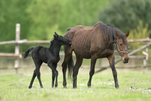 Cheval Dans Champ Animaux Ferme Série Nature — Photo