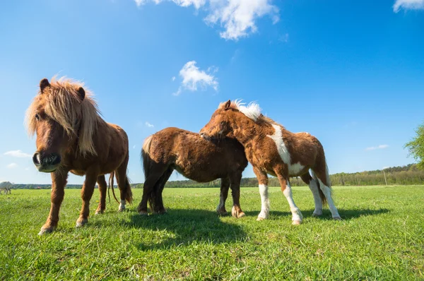 Cavalo Campo Animais Fazenda Série Natureza — Fotografia de Stock