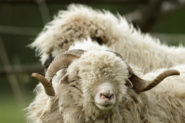 Sheep Grass Blue Sky Some Looking Camera — Stock Photo, Image