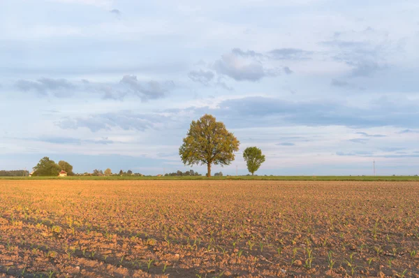 Błękitne Niebo Naturalne Chmury Natura Serii — Zdjęcie stockowe