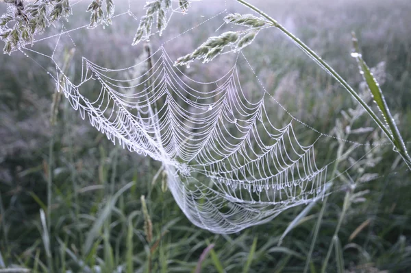 Spinnenweb Met Kleurrijke Achtergrond Natuur Serie — Stockfoto